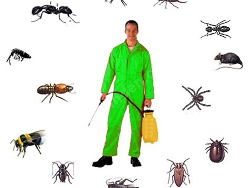 Efeler Böcek İlaçlama